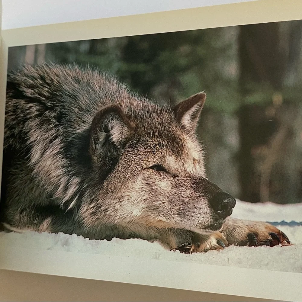 Wolves Postcard Collection Vintage 1990 International Wild Center Set Of  Pics